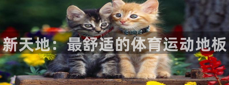 3377体育官方正版app集团官网网址：新天地：最舒适的体育