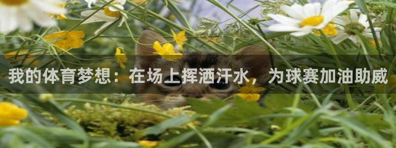 3377体育官网下载招商电话号码是多少号：我的体育梦想：在场