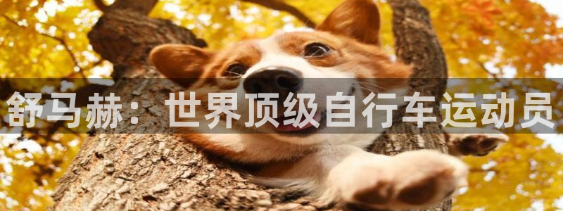 3377体育官网下载招商电话地址:舒马赫:世界顶级自行车运动