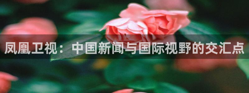 河豚体育